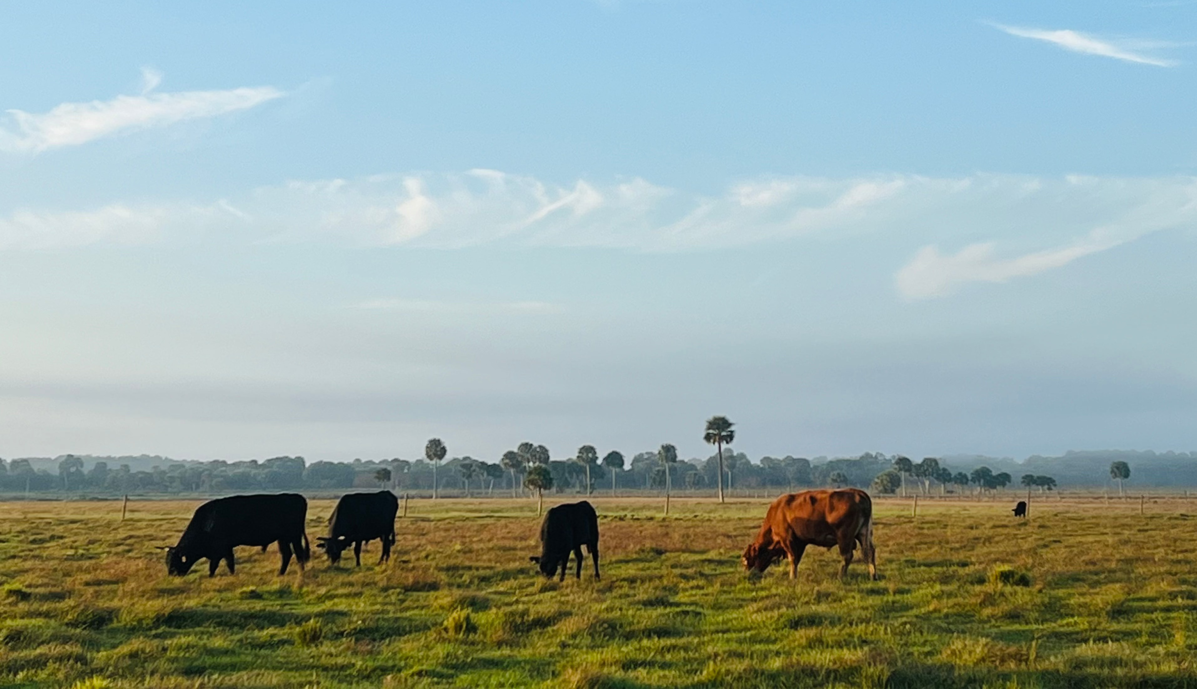 Ranch-to-Table Wagyu Experience Miami: Butcher Shop Dining